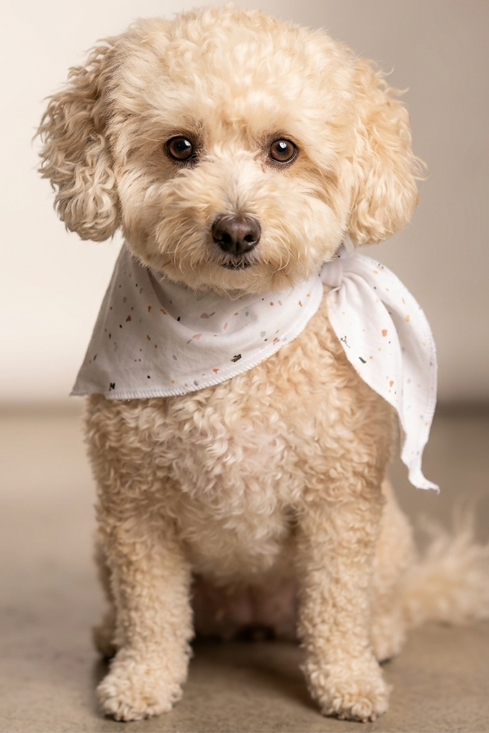 Pet Bandanas
